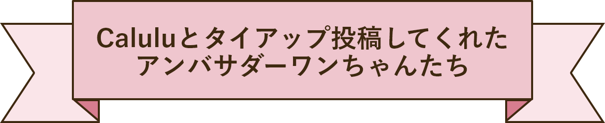 Caluluとタイアップ投稿してくれた アンバサダーワンちゃんたち