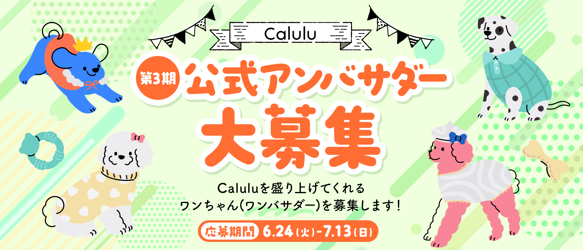 calulu_ambassador_third