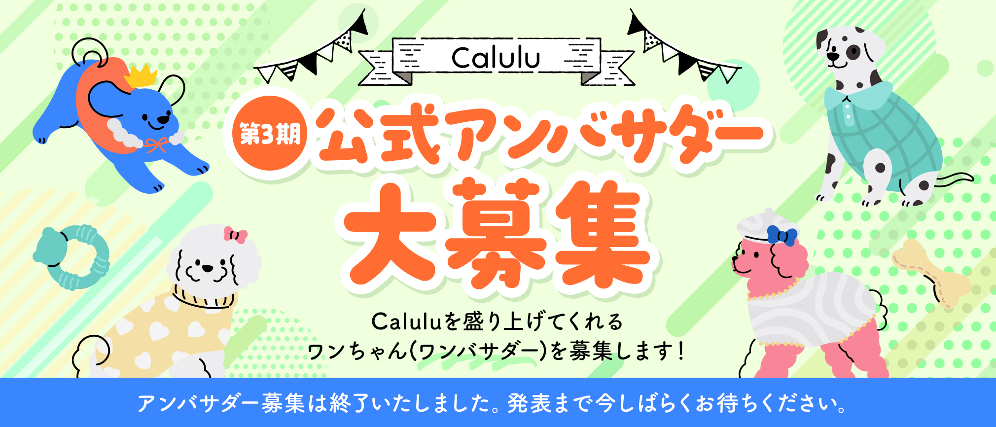 calulu_ambassador_third
