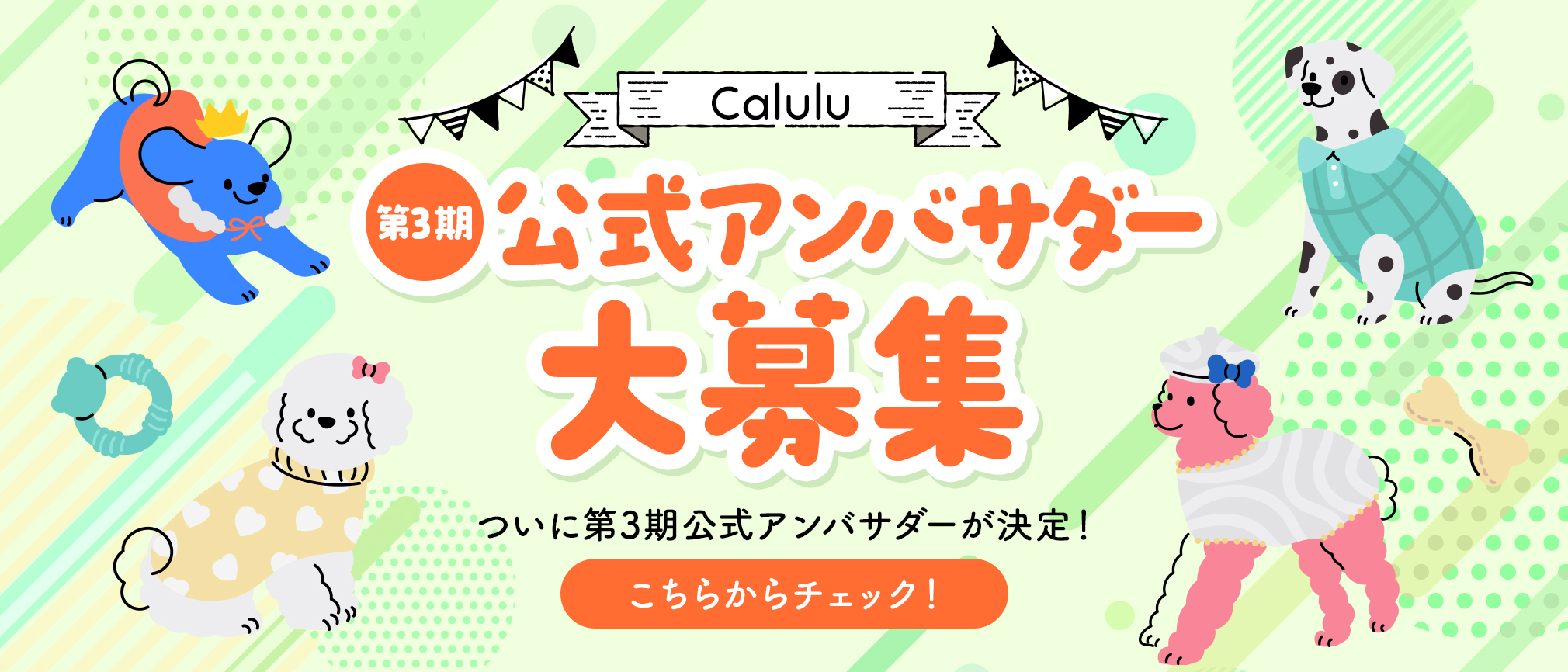 calulu_ambassador_third