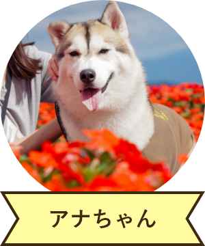 アナちゃん
