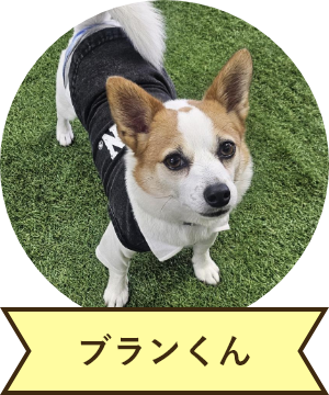 ブランくん