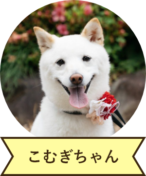 こむぎちゃん
