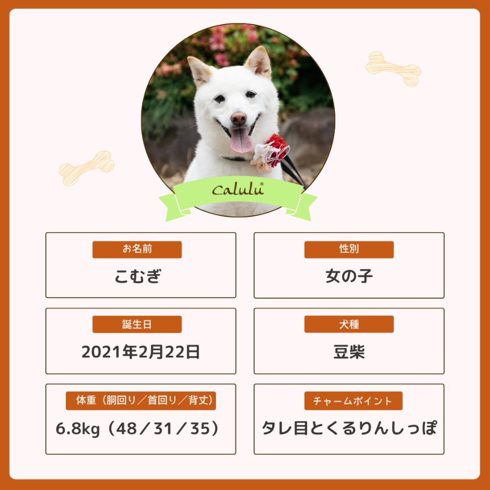 こむぎちゃん