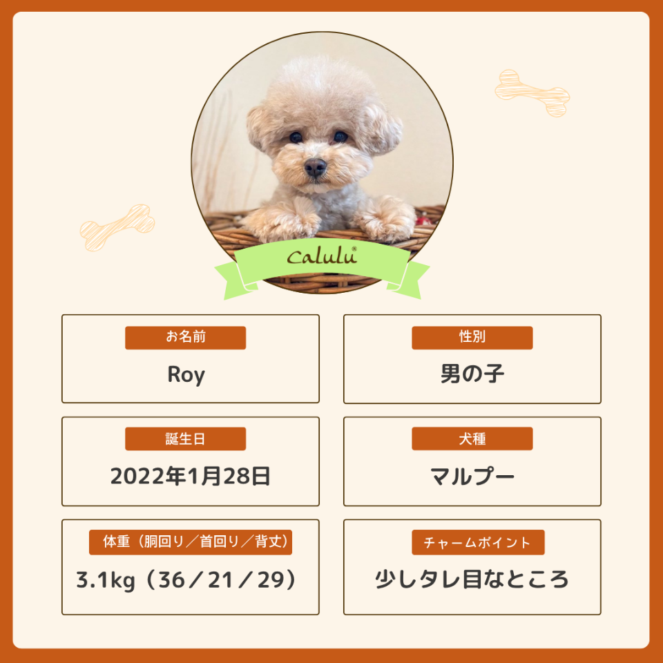 ロイくん