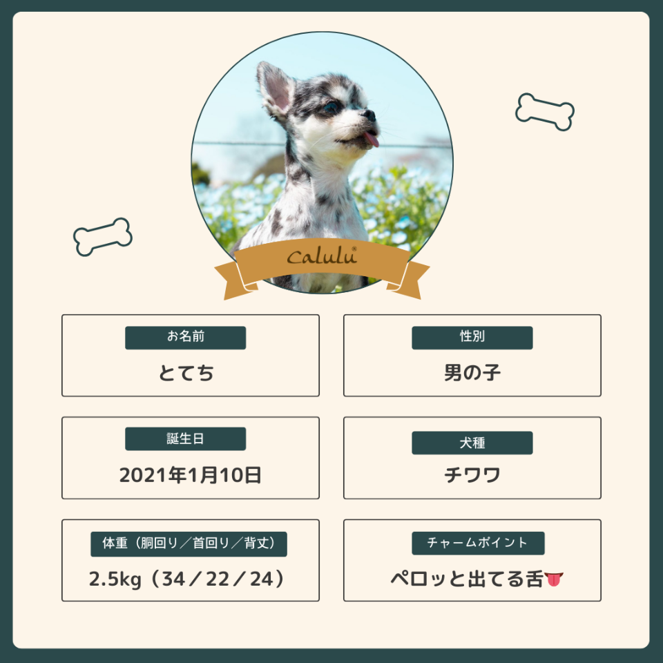 とてちくん