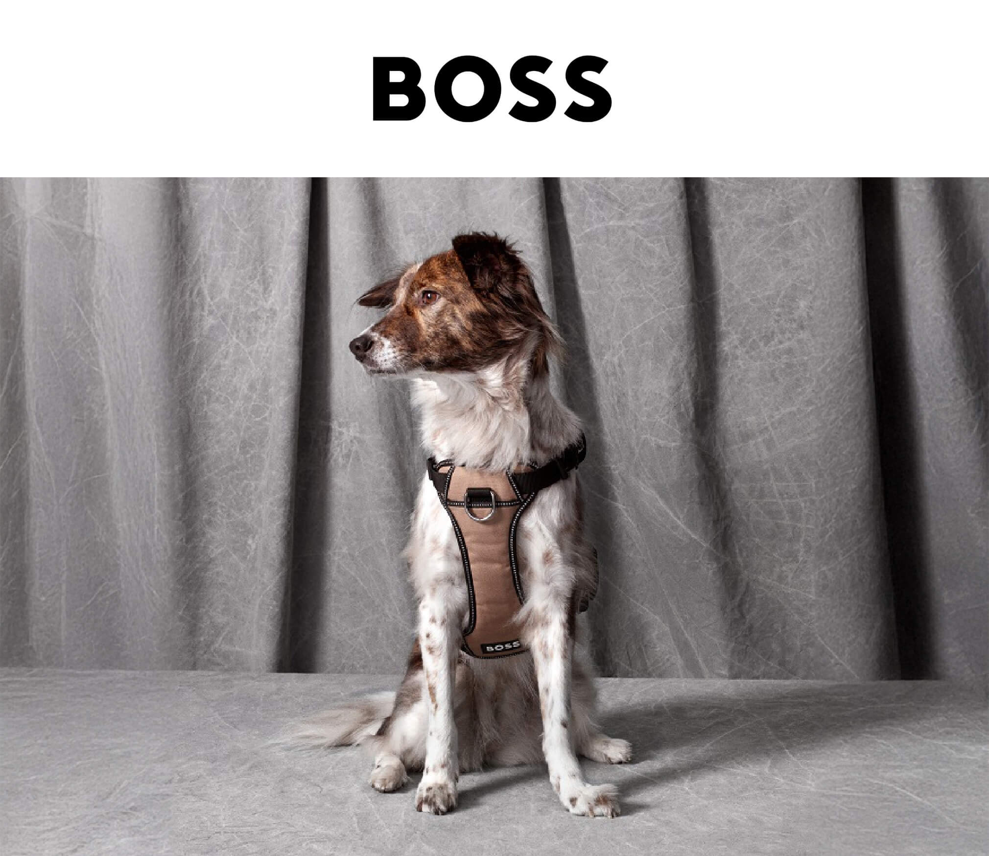BOSSドッグウェア・ドッググッズコレクション
