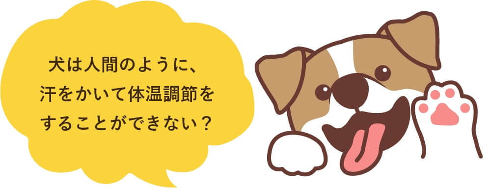 犬は人間のように、 汗をかいて体温調節を することができない？