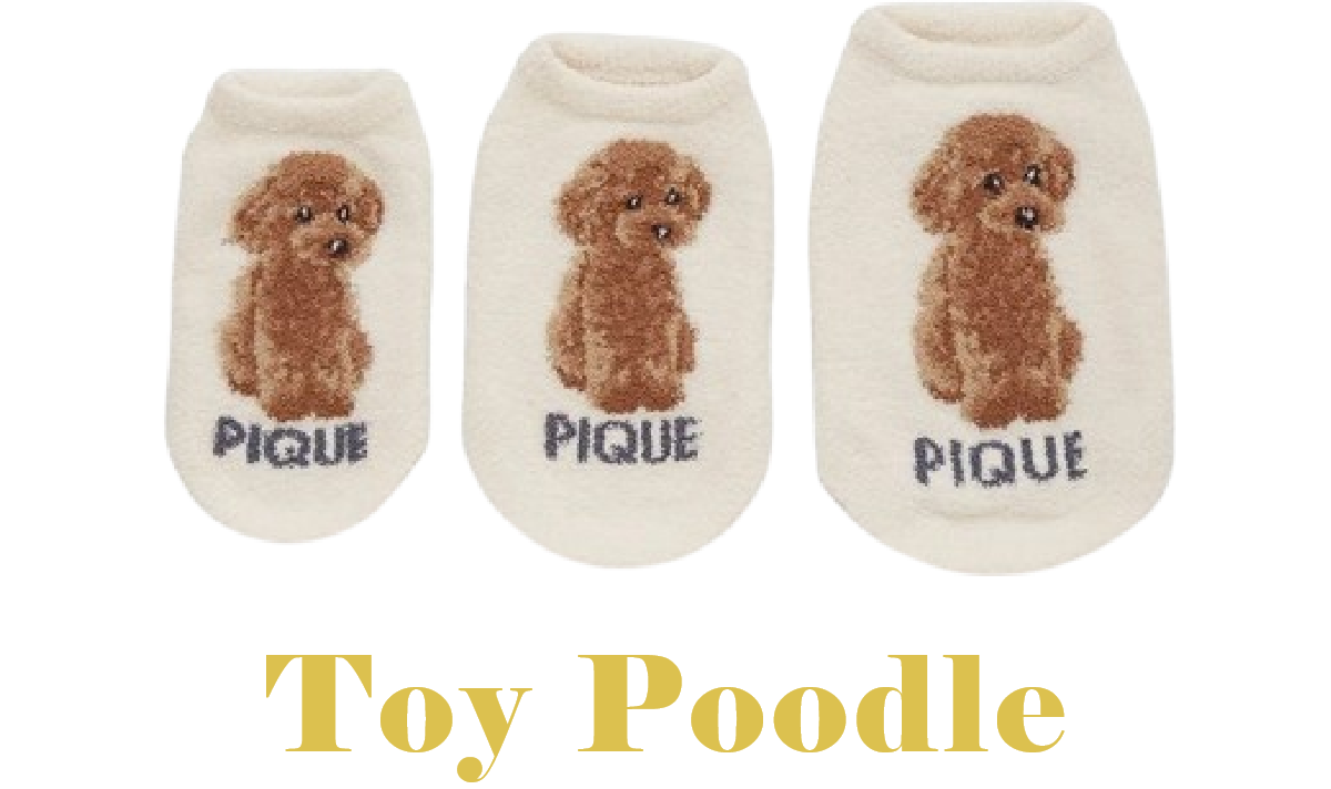 Toy Poodle