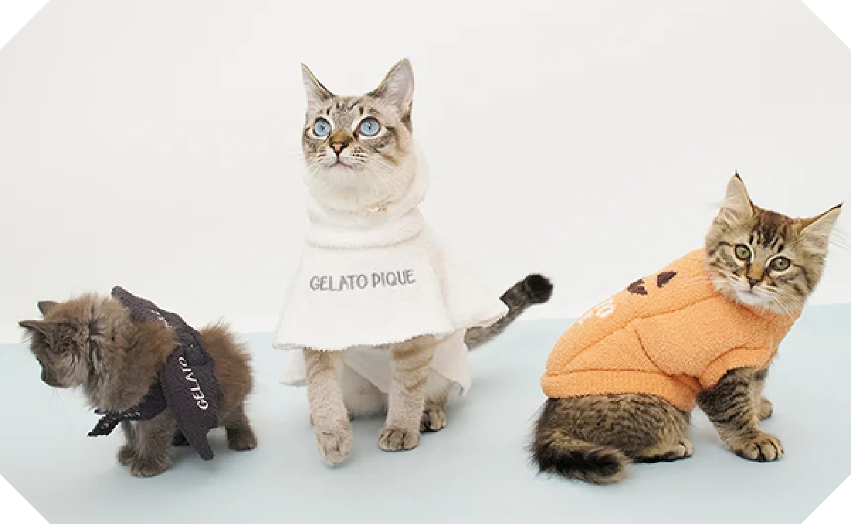 GELATO PIQUE CATS