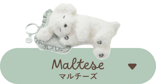 Maltese (マルチーズ)