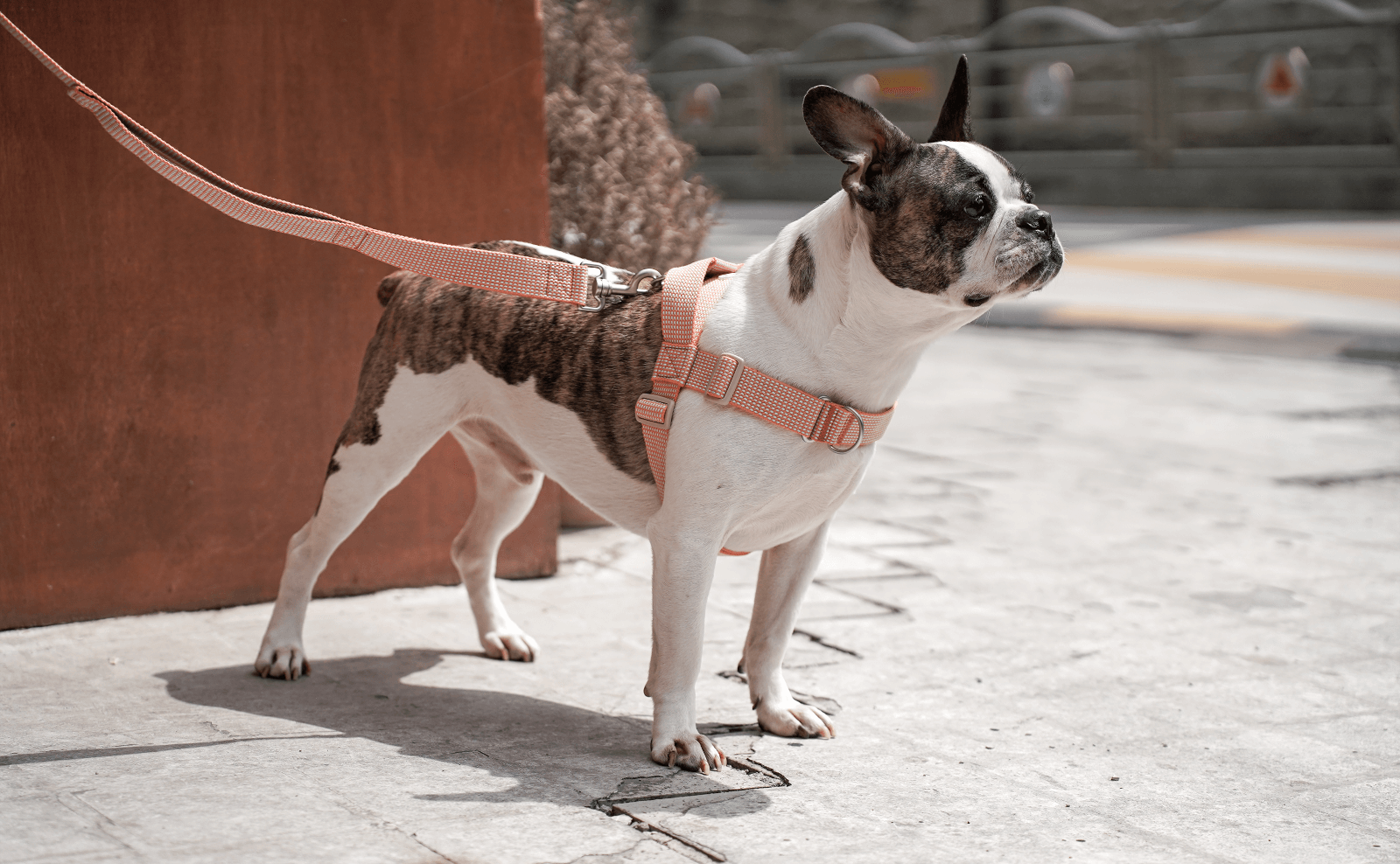 HCC LARGE CLUB LEASH|全2色