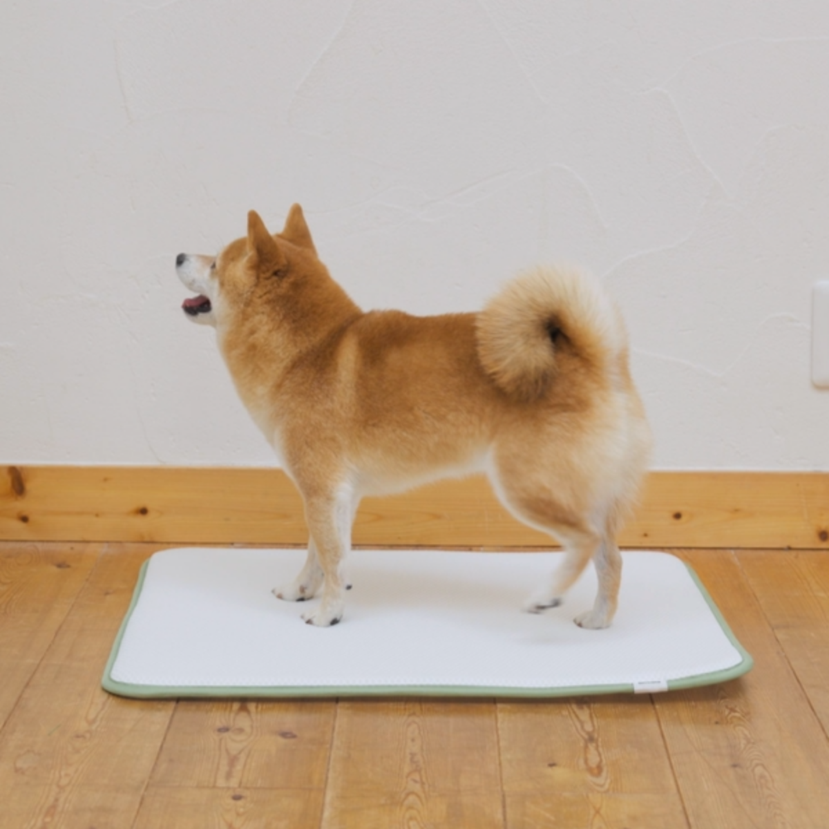  「ペットトイレ」と犬