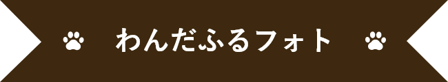 わんだふるフォト