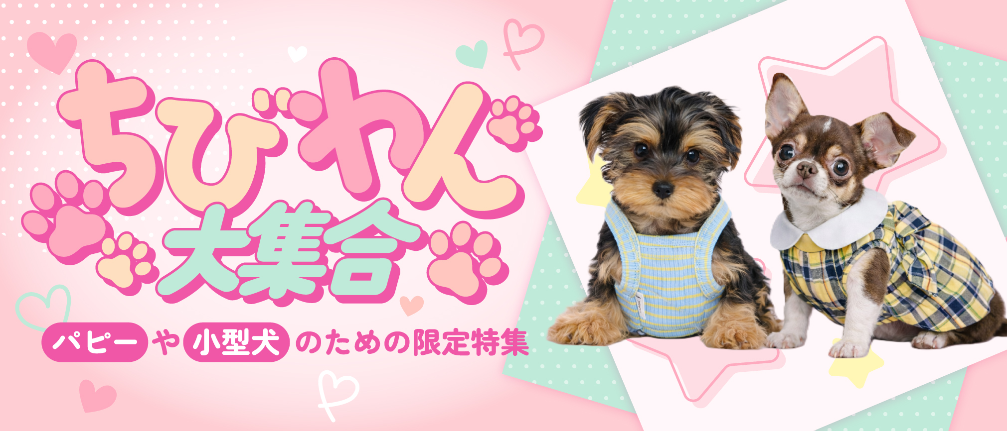 パピーや小型犬サイズ限定特集