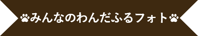 わんだふるフォト