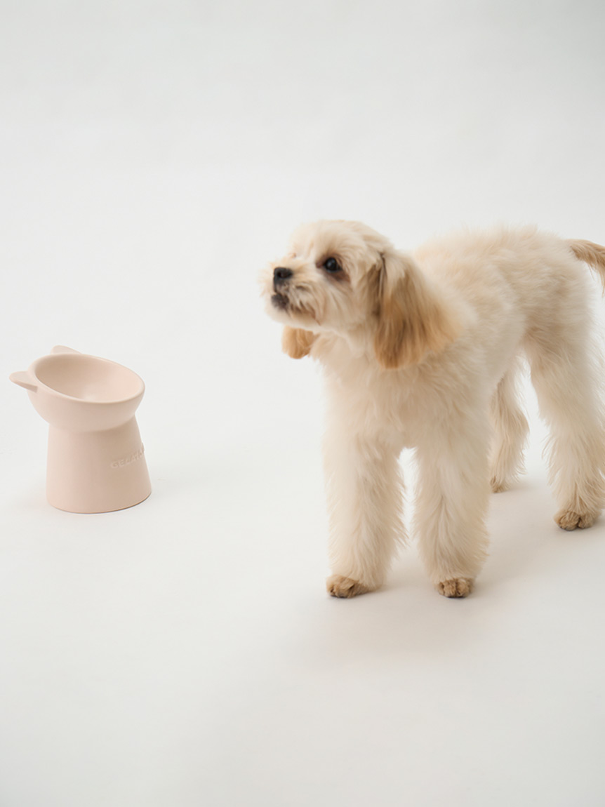 gelato pique（ジェラートピケ）【CATDOG】【販路限定商品】ねこ耳フードボウル 犬服・ドックウェアCalulu(カルル)