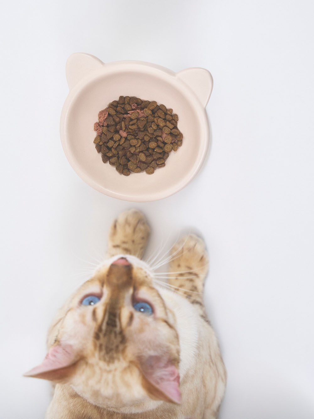 gelato pique（ジェラートピケ）【CAT&DOG】【販路限定商品】ねこ耳フードボウル