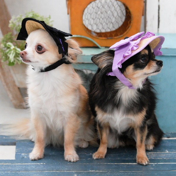 2026新商品 ANNA SUI（アナ スイ）リボン付き麦わらサンバイザー