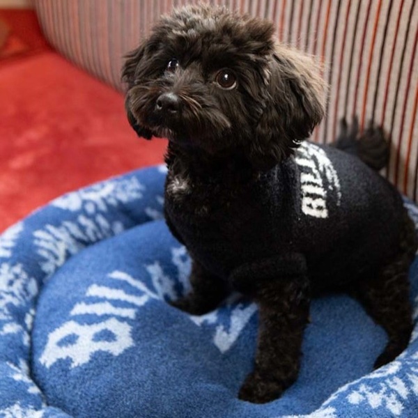 BILLABONG(ビラボン)DOG MULTI BED|全2色