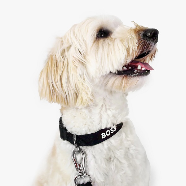 BOSS（ボス）カラー / Dog Essentials Collar