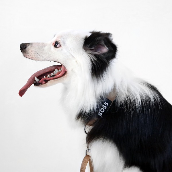 BOSS（ボス）カラー / Dog Essentials Collar