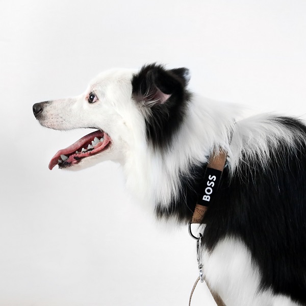 BOSS（ボス）カラー / Dog Essentials Collar