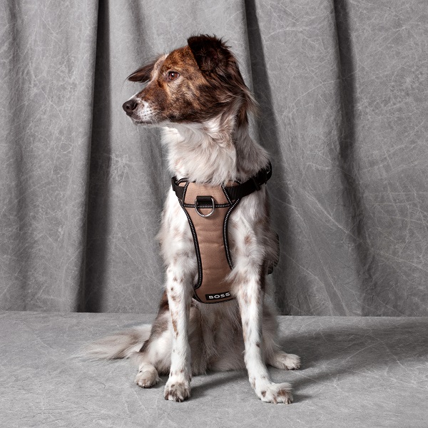 BOSS（ボス）ハーネス / Dog Essentials Harness
