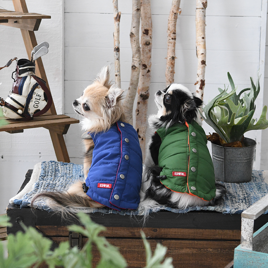 EDWINのリバーシブルベストを着た犬