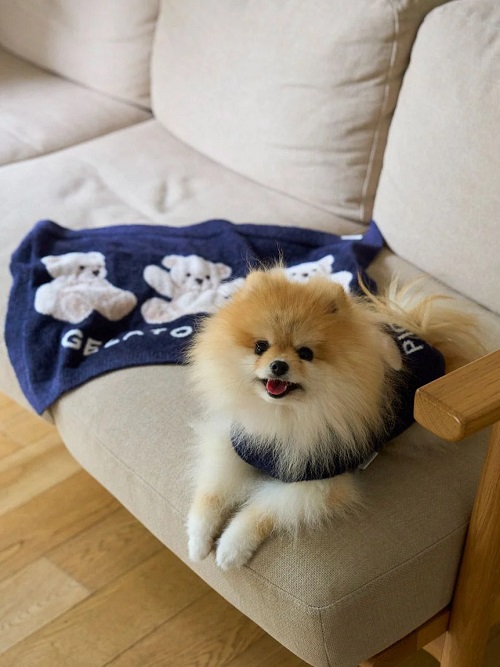 ジェラートピケ SLEEPING DOG ジャガードプルオーバー コーギー