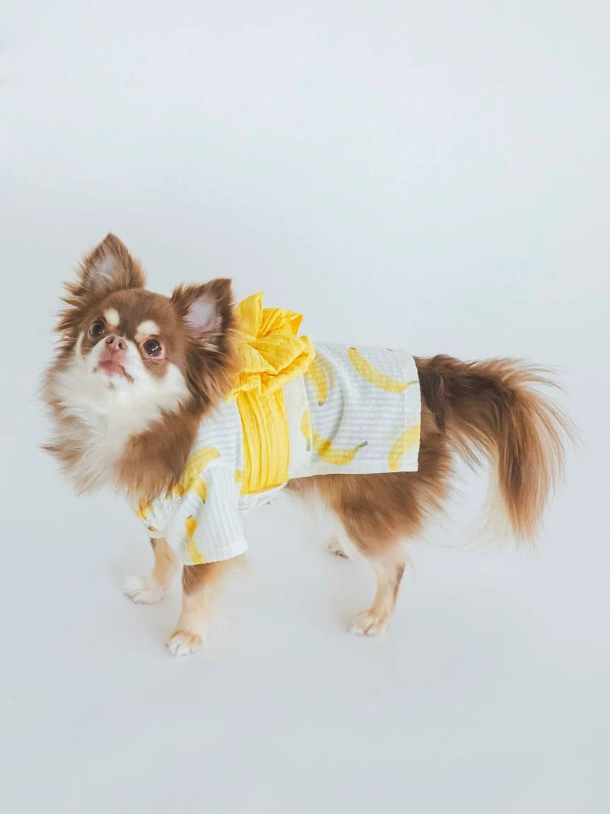 gelato pique（ジェラートピケ）【CAT&DOG】【販路限定商品】フルーツ柄浴衣｜全2色