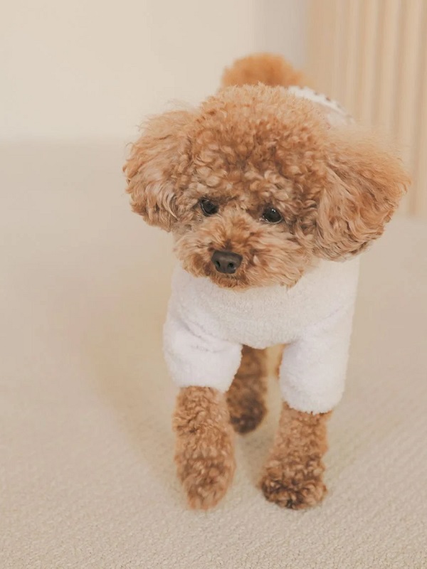gelato pique（ジェラートピケ）【CAT&DOG】【販路限定商品】【Valentine】ハートベアジャガードハイネックプルオーバー｜全3色