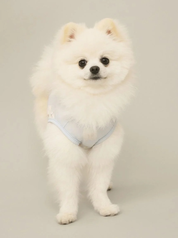 gelato pique（ジェラートピケ）【CAT&DOG】【販路限定商品】シロクマ柄COOLINGウェア｜全3色