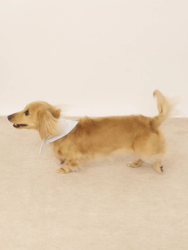 gelato pique（ジェラートピケ）【CAT&DOG】【販路限定商品】シロクマ柄保冷剤入れバンダナ｜全3色