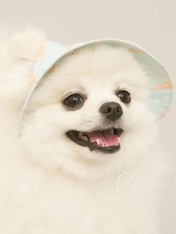 gelato pique（ジェラートピケ）【CAT&DOG】【販路限定商品】ハット