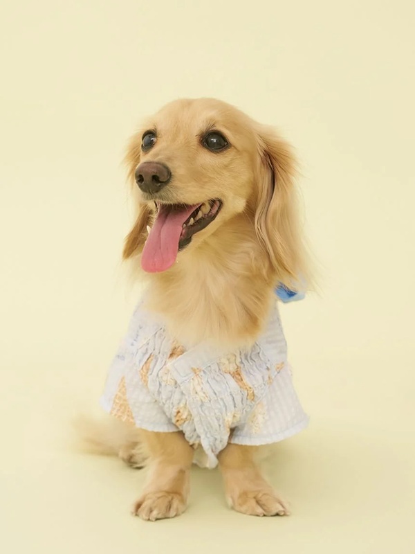 gelato pique（ジェラートピケ）【CAT&DOG】【販路限定商品】ダックスフンド浴衣｜全4色