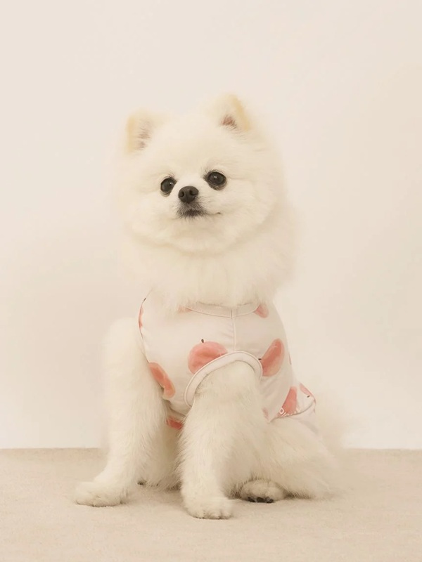 gelato pique（ジェラートピケ）【CAT&DOG】【販路限定商品】】【接触冷感】フルーツ柄プルオーバー｜全3色