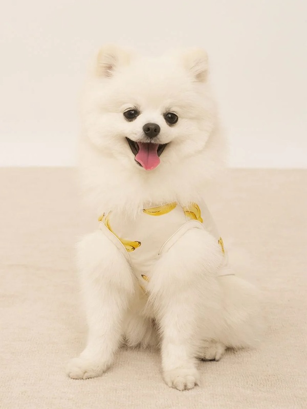 gelato pique（ジェラートピケ）【CAT&DOG】【販路限定商品】】【接触冷感】フルーツ柄プルオーバー｜全3色