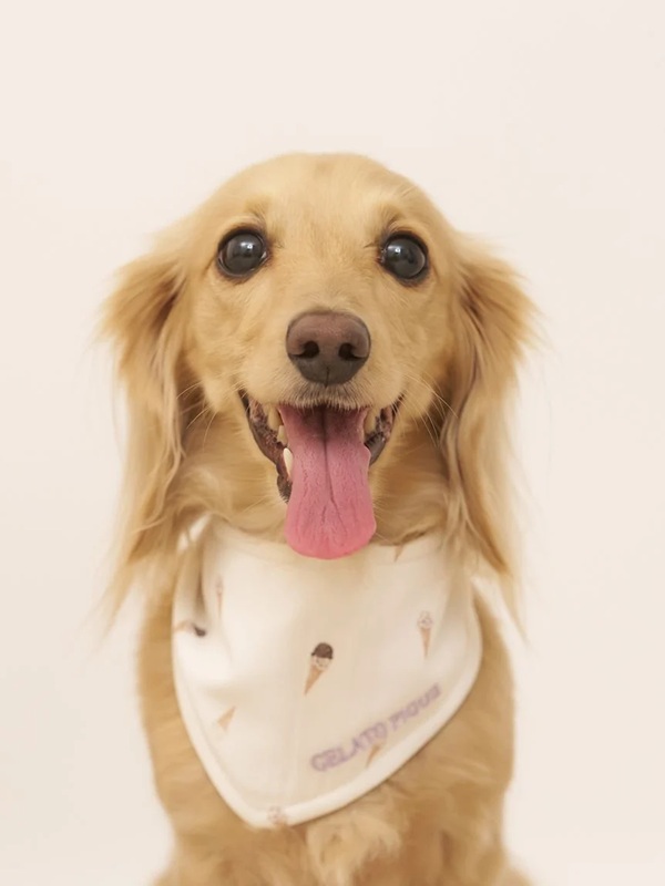 gelato pique（ジェラートピケ）【CAT&DOG】【販路限定商品】アイス柄保冷剤入れバンダナ｜全2色