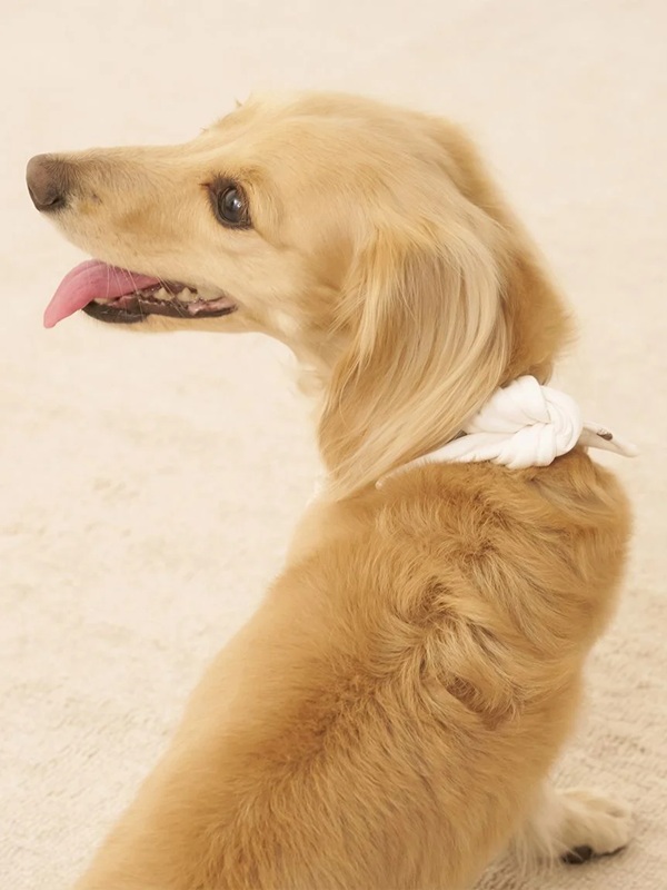 gelato pique（ジェラートピケ）【CAT&DOG】【販路限定商品】アイス柄保冷剤入れバンダナ｜全2色