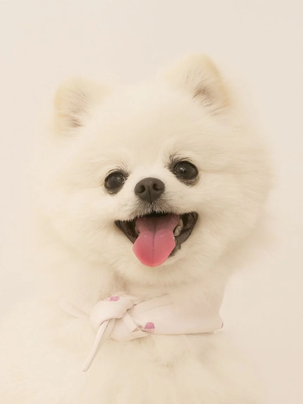 gelato pique（ジェラートピケ）【CAT&DOG】【販路限定商品】アイス柄保冷剤入れバンダナ｜全2色