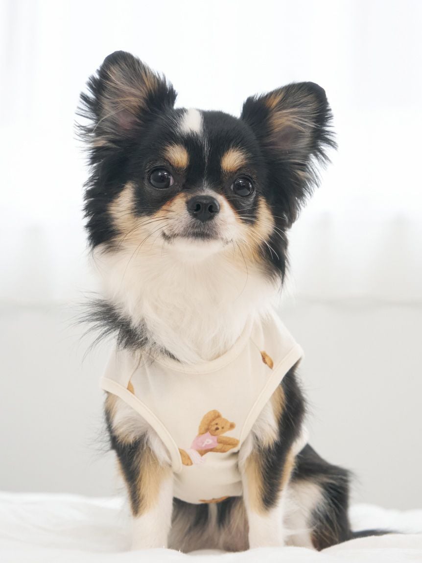 gelato pique（ジェラートピケ）【CAT&DOG】【販路限定商品】スポーティーベア柄カットソープルオーバー｜全2色