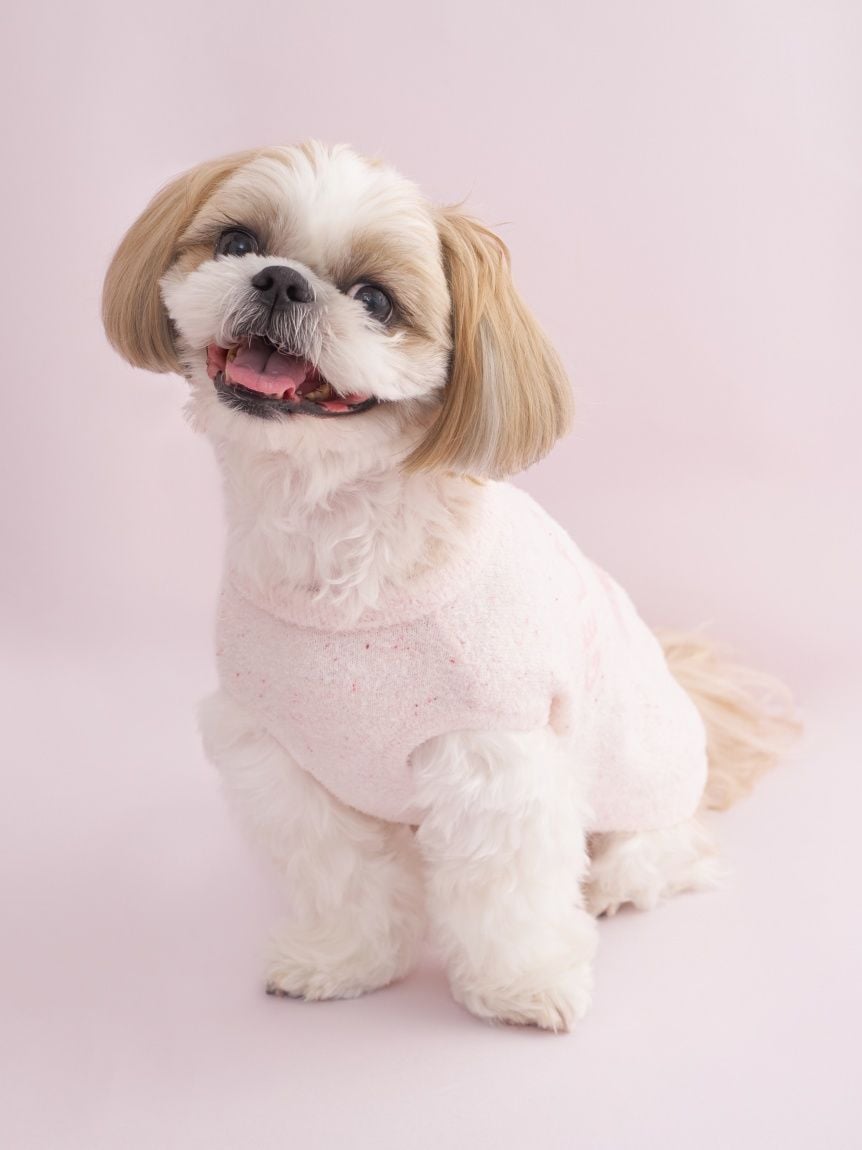 gelato pique（ジェラートピケ）【CAT&DOG】【販路限定商品】スムーズィーカップケーキジャガードプルオーバー｜全3色