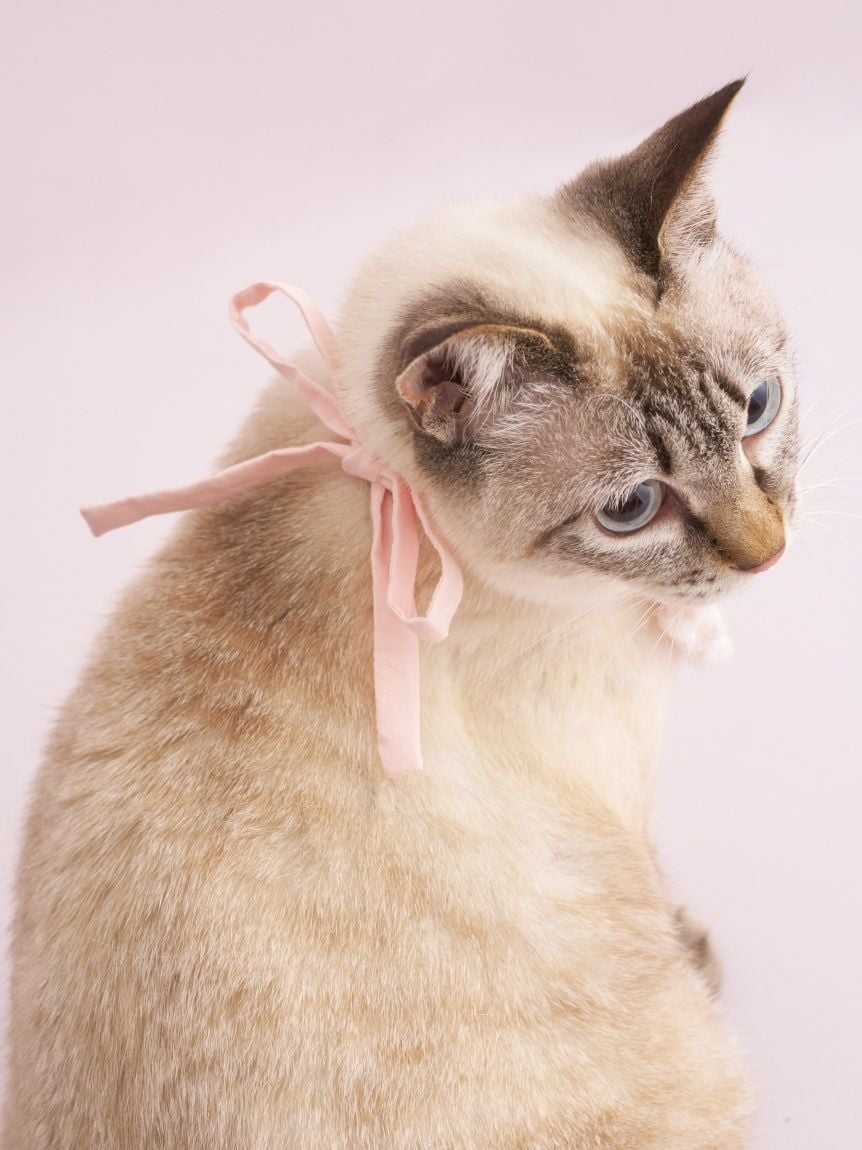 gelato pique（ジェラートピケ）【CAT&DOG】【販路限定商品】【BIRTHDAY】スムーズィーバースデースタイ｜全2色