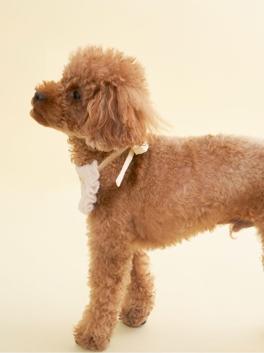 gelato pique（ジェラートピケ）【CAT&DOG】【販路限定商品】【BIRTHDAY】スムーズィーバースデースタイ｜全2色