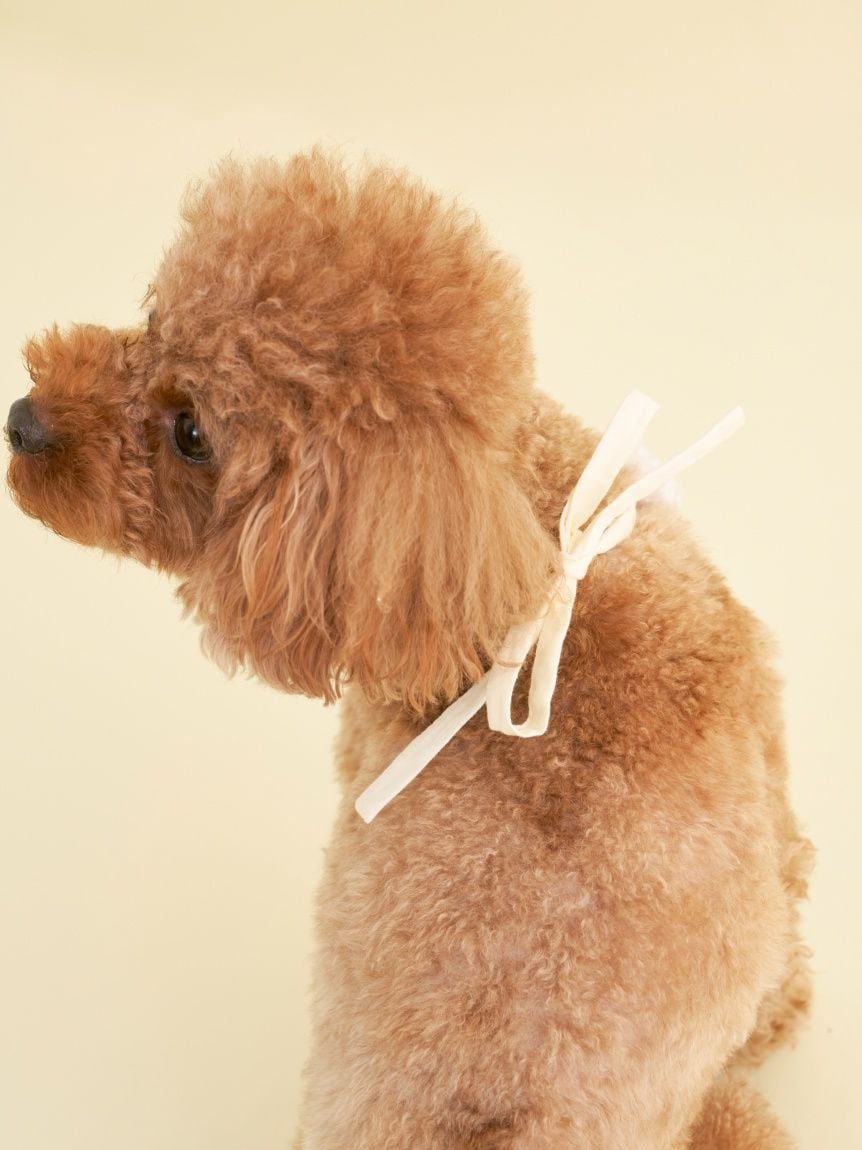 gelato pique（ジェラートピケ）【CAT&DOG】【販路限定商品】【BIRTHDAY】スムーズィーバースデースタイ｜全2色