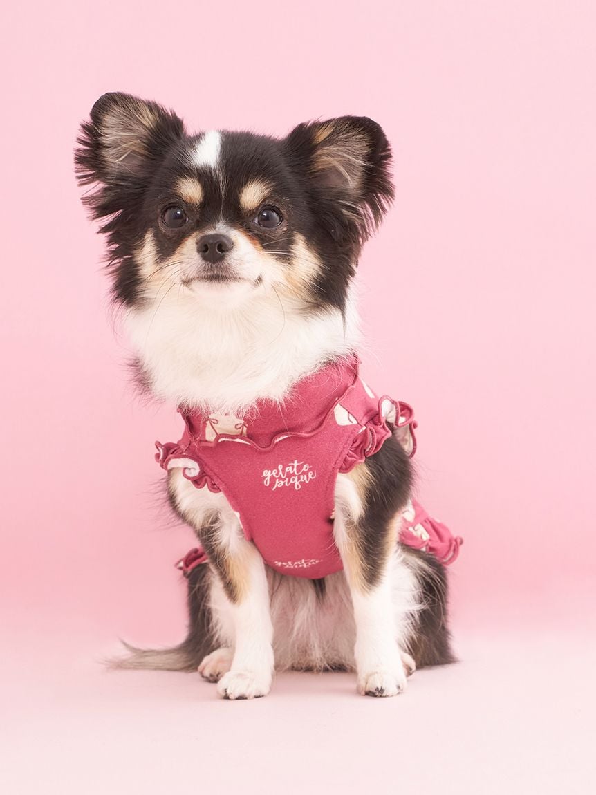 gelato pique（ジェラートピケ）【CAT&DOG】【販路限定商品】オータムケーキ柄プルオーバー｜全3色
