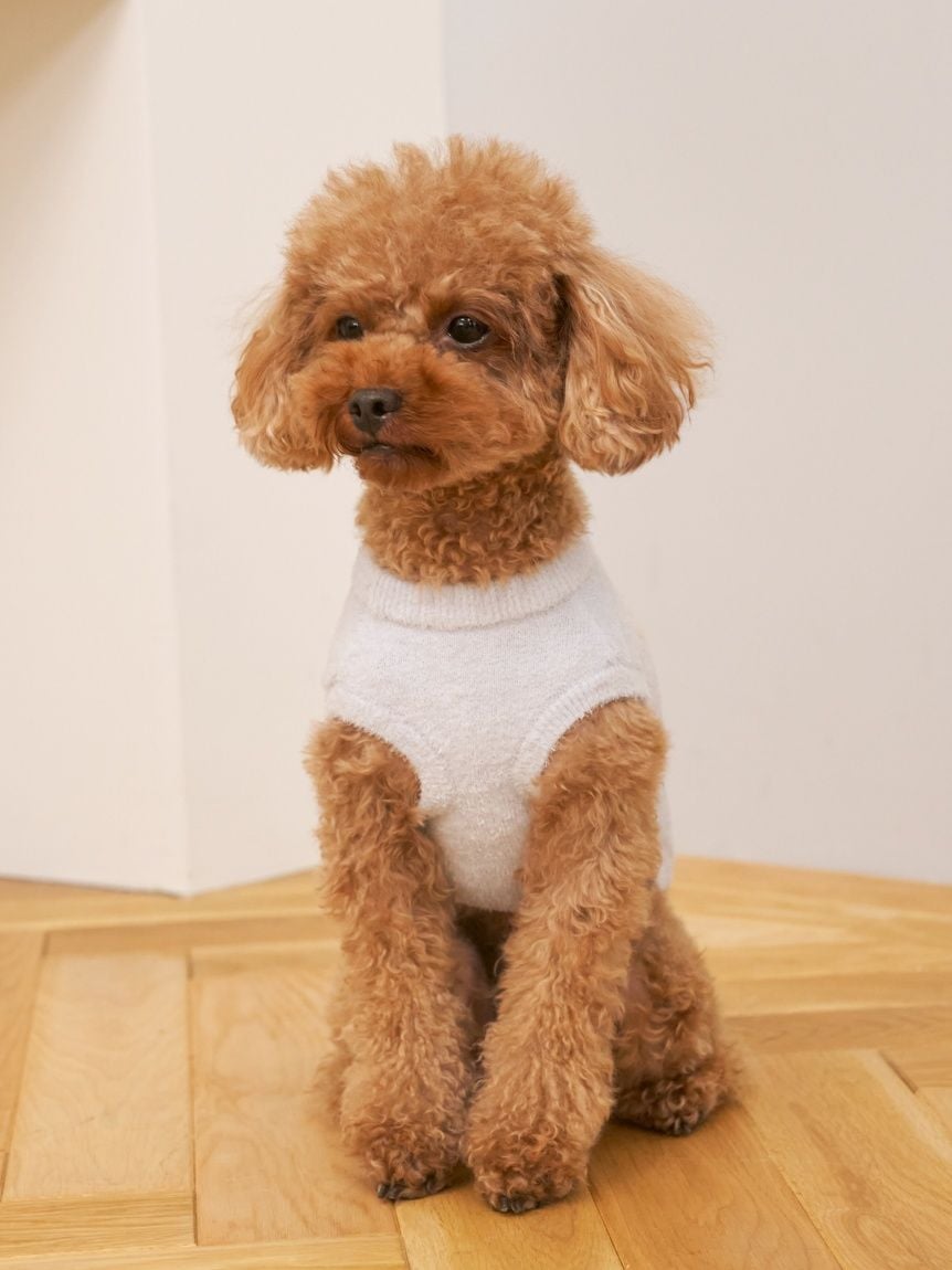 gelato pique（ジェラートピケ）【CAT&DOG】【販路限定商品】スムーズィートイプードル柄JQDプルオーバー｜全4色