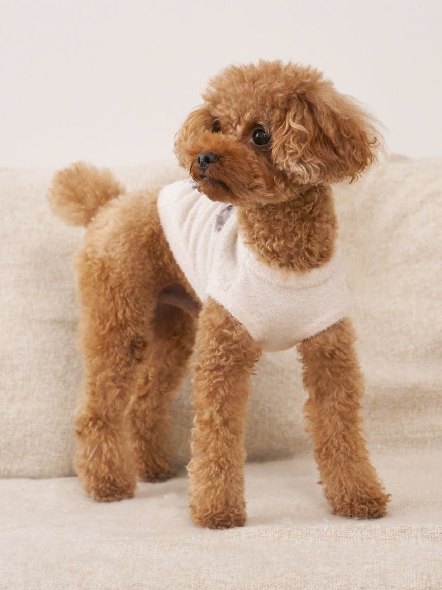 gelato pique（ジェラートピケ）【CAT&DOG】【販路限定商品】スムーズィートイプードル柄JQDプルオーバー｜全4色