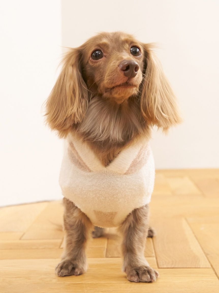 gelato pique（ジェラートピケ）【CAT&DOG】【販路限定商品】スムーズィー２ＢＤフーディー ダックスサイズ｜全4色